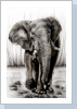 Elefant 45x35cm