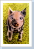 Schweinchen in Airbrush, 35x50cm