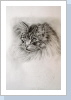 Norw. Waldkatze 3